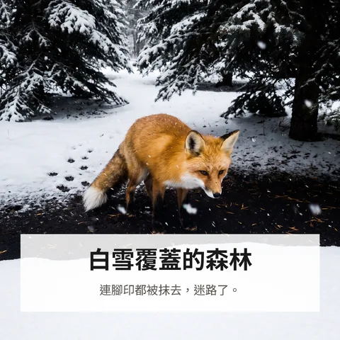 白雪覆蓋的森林