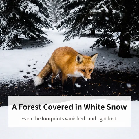 A Forest Covered in White Snow