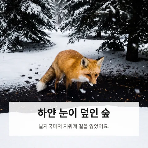 하얀 눈이 덮인 숲
